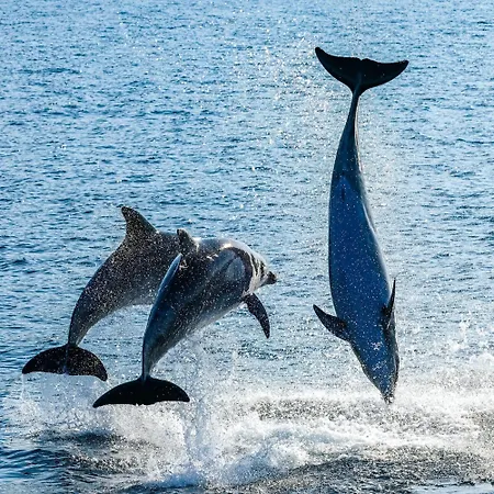 Villa-panorama 아파트 드라게