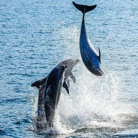 Appartement Villa-panorama