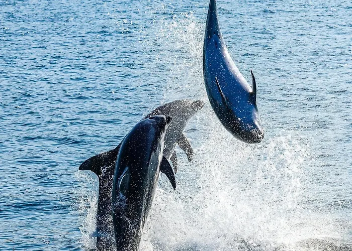 Apartment Villa-panorama